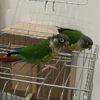 جفت گرینچیک