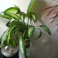 گل دیفن بافیا ۳تا|گل و گیاه طبیعی|تهران, شهرک شهید باقری|دیوار