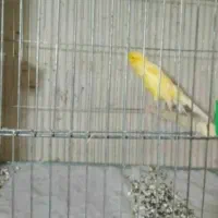 قناری رسمی بلندومعمولی|پرنده|اصفهان, کساره|دیوار