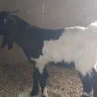 بز حمیدیه خسرج|حیوانات مزرعه|حمیدیه, |دیوار