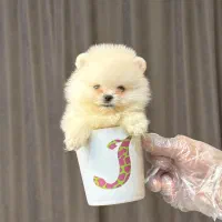 پامرانین دوسرخرسی