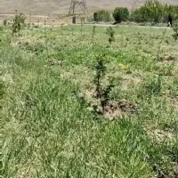 باغ. گرم آباد چهارمحال بختیاری