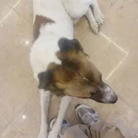 سگ نگهبان خراسانی