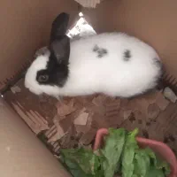 خرگوش|موش و خرگوش|شهرکرد, |دیوار