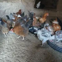 مرغ تخمی|حیوانات مزرعه|مشهد, منزل آباد|دیوار