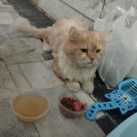 گربه بریتیش پسر ملوس|گربه|مشهد, گاز|دیوار