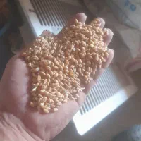 فروش گندم پیشگام