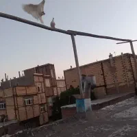 پرنده