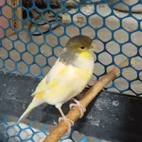 قناری ، جوجه قناری
