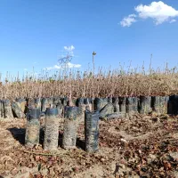 بیژه پسته امید مهریز