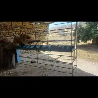 قفسه مغازه ۵متر به عرض ۱متر در ۶طبقه
