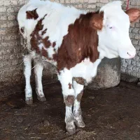 گوساله|حیوانات مزرعه|آق قلا, |دیوار