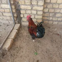 خروس|حیوانات مزرعه|اصفهان, کوی امیریه|دیوار