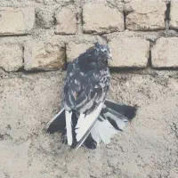 کبوتر فروشی