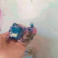 جوجه عروس هلندی