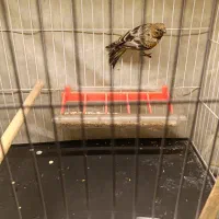 حراج بخون|حراج|زرند, |دیوار