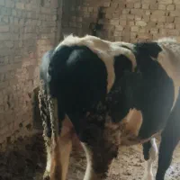 گاو|حیوانات مزرعه|سامن, |دیوار