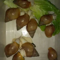 حلزون آلبینو|خزنده|دزفول, |دیوار