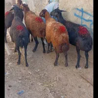 فروش گوسفند قزل