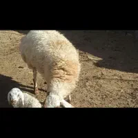 1راس کاور زاییده بره نر