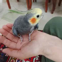 عروس هلندی یک ساله