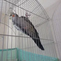 عروس هلندی|پرنده|زنجان, |دیوار