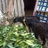 بز غاله شیر مست دو قلو زاه  نره وماده