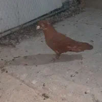 کفتر گرفتنی