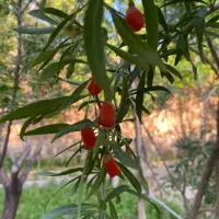 نهال|گل و گیاه طبیعی|باسمنج, |دیوار