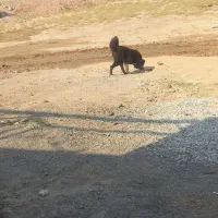 توله قدرجونی ماده|سگ|شوشتر, |دیوار