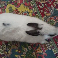 خرگوش|موش و خرگوش|قزوین, |دیوار