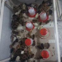 جوجه مرغ بومی نژاد اصلاح شده
