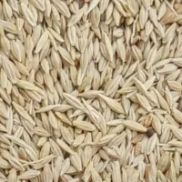 فروش2تن جو محلی