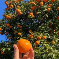ویژه باغداران مرکبات مازندران