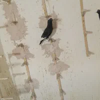 دوعدد نر پلنگ کفتر سوراخ|پرنده|ماهان, |دیوار