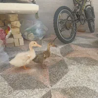 اردک