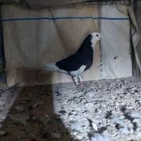 پشتار و قلاقی