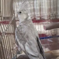 عروس هلندی