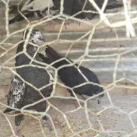کبوتر جوجه|پرنده|اصفهان, عاشق‌آباد|دیوار