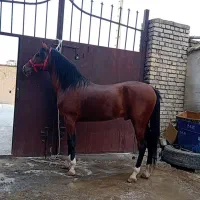 سیلمی دو سر چاپار|اسب و تجهیزات اسب‌سواری|شیراز, آزادی|دیوار
