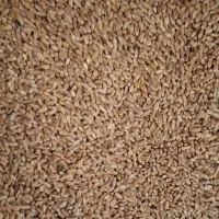 فروش گندم