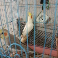 عروس هلندی