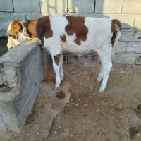 گوساله ماده سیمینتال