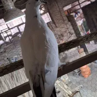 ۵تاکبوترخوب یکجایی،شهمیرزاد