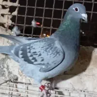 کبوتر پلاکی