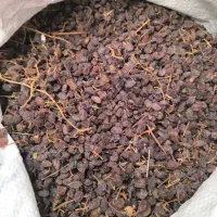 کشمش درگز کشمش آفتابی کشمش گله کشمش پلویی تیزابی|خوردنی و آشامیدنی|مشهد, الهیه|دیوار