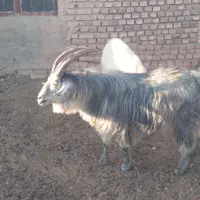 گوسفند|حیوانات مزرعه|سرایان, |دیوار