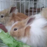 بچه خرگوش های ناز و بازیگوش|موش و خرگوش|قم, چهار مردان|دیوار