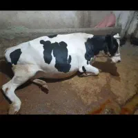 فروش و خرید گاو کسل حال و افتاده