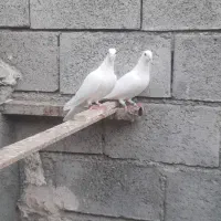 کبوتر|پرنده|میناب, |دیوار